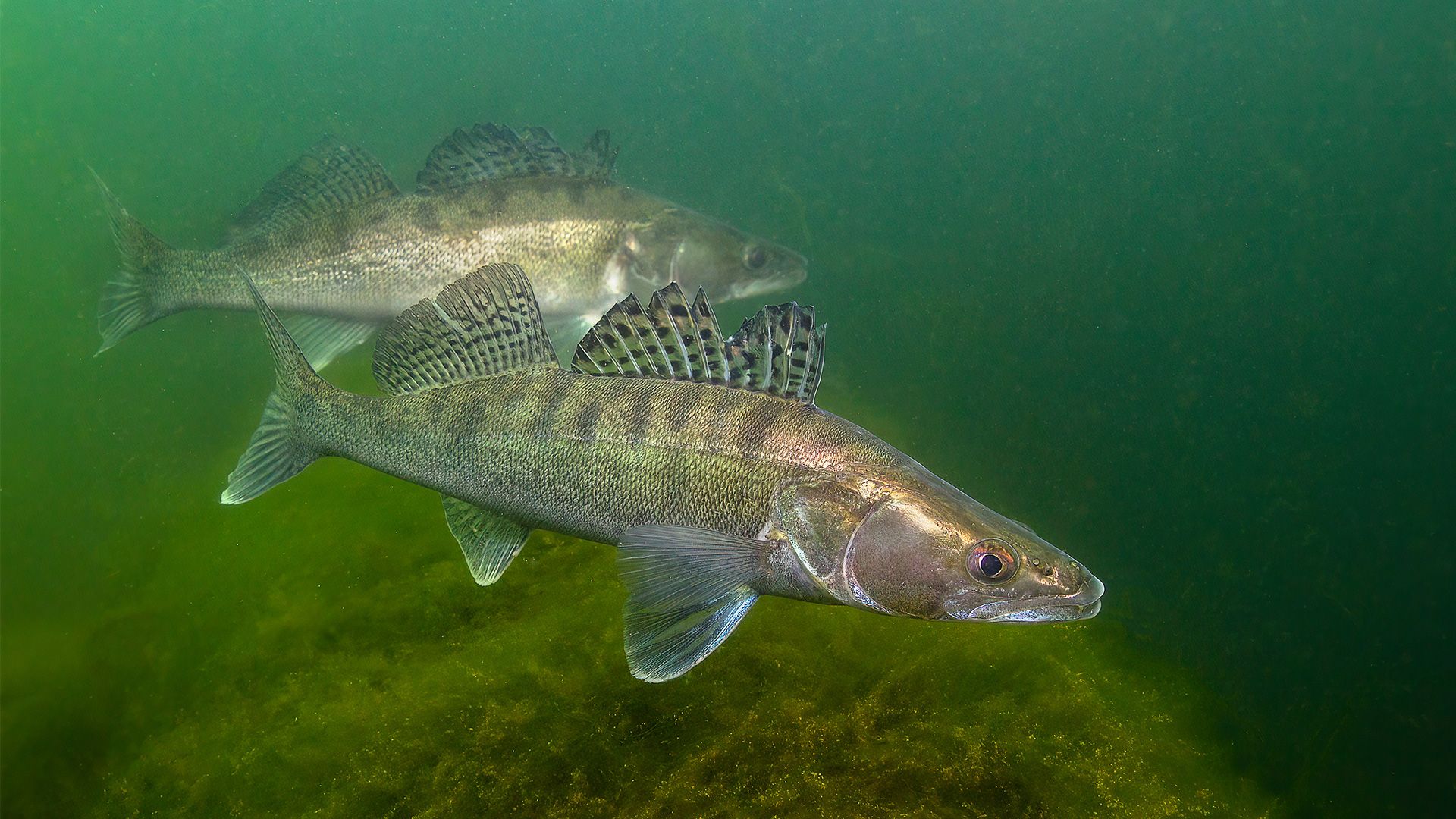 Improving Species Distribution Models with specleanr