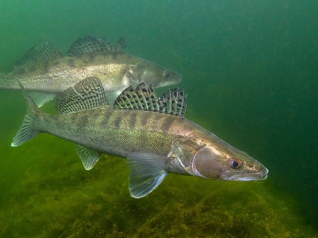 Improving Species Distribution Models with specleanr